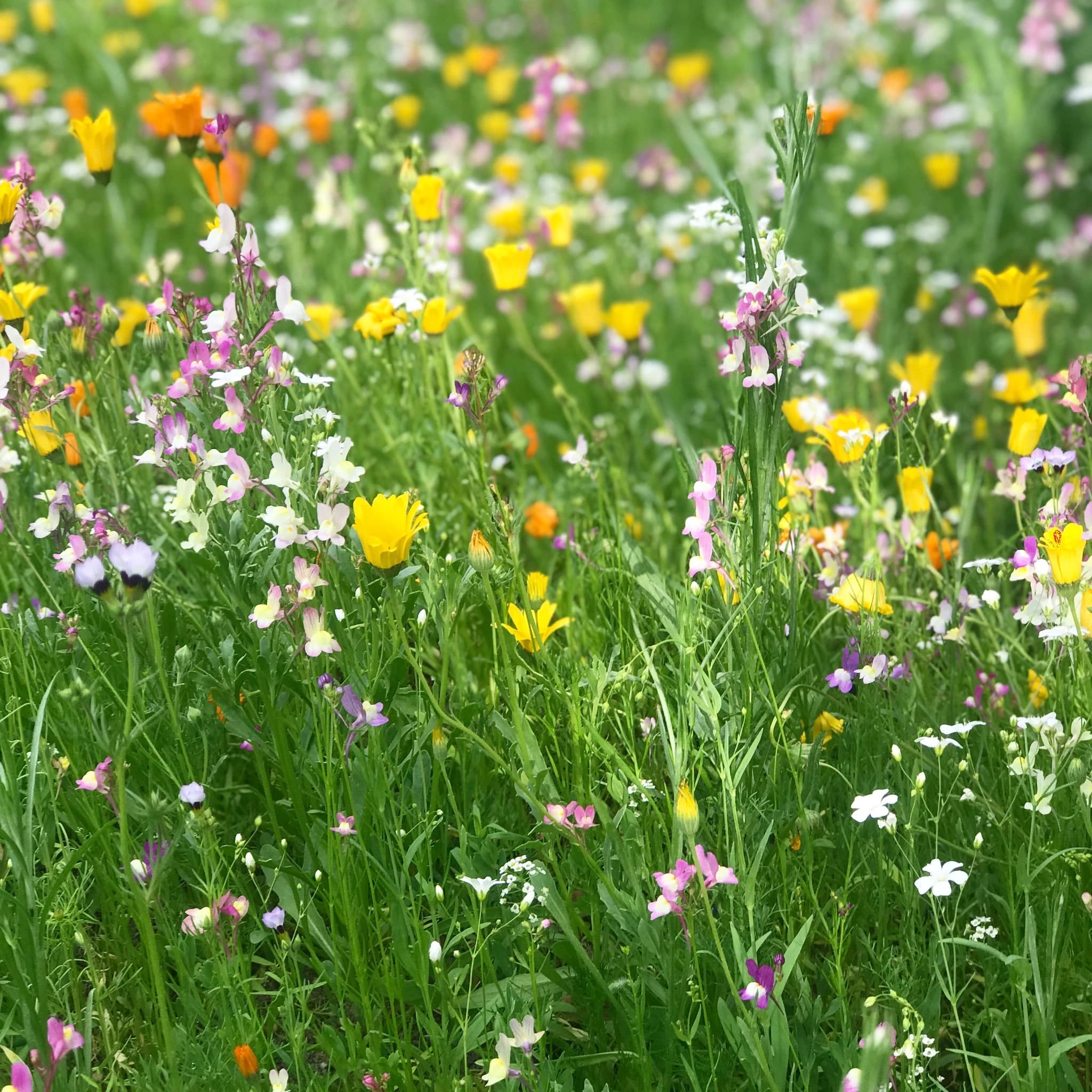 a colorful wildflower meadow in manahawkin, nj, representing community and connection at the yoga hive
