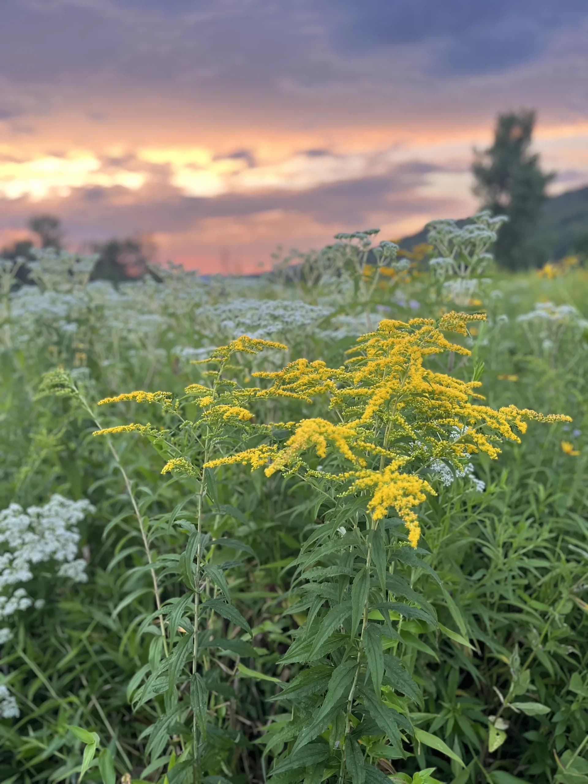goldenrod flowers in a meadow at sunset near the yoga hive in manahawkin, nj