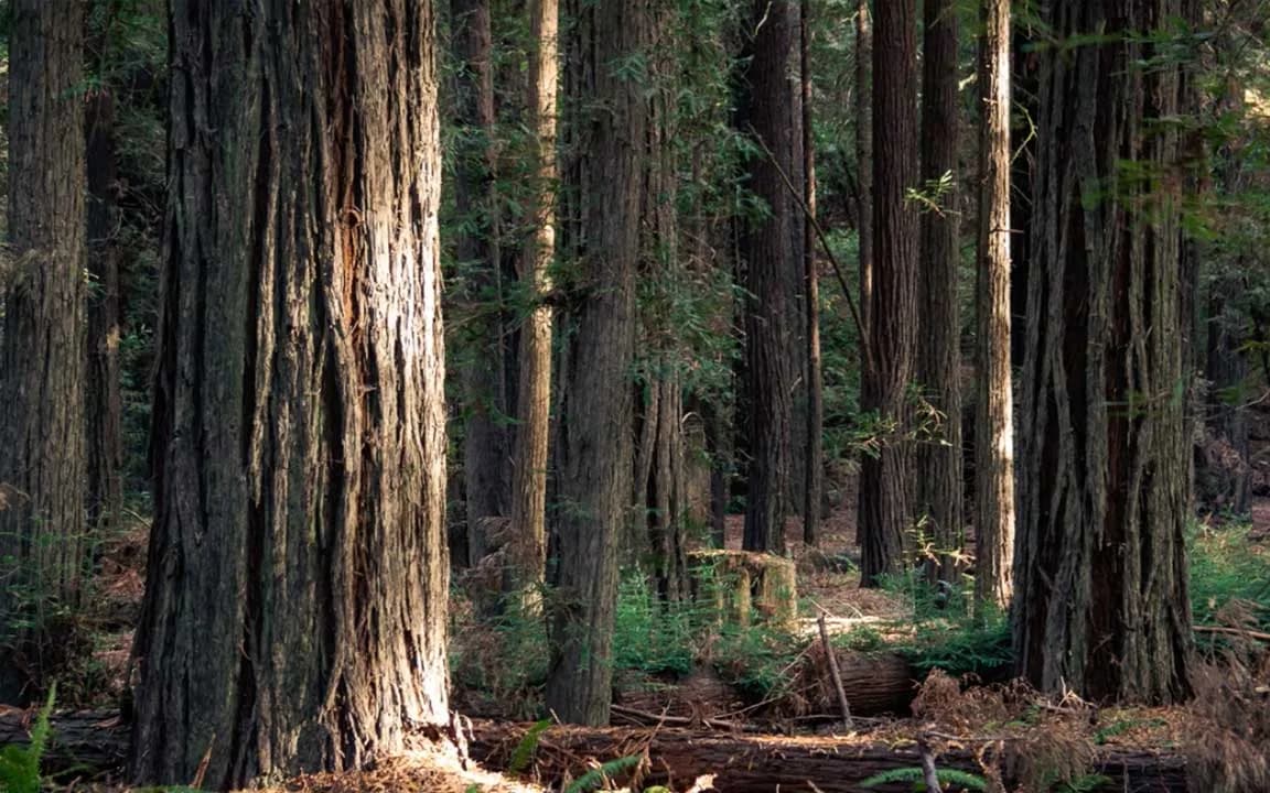 sunlight breaking through the canopy of a redwood forest