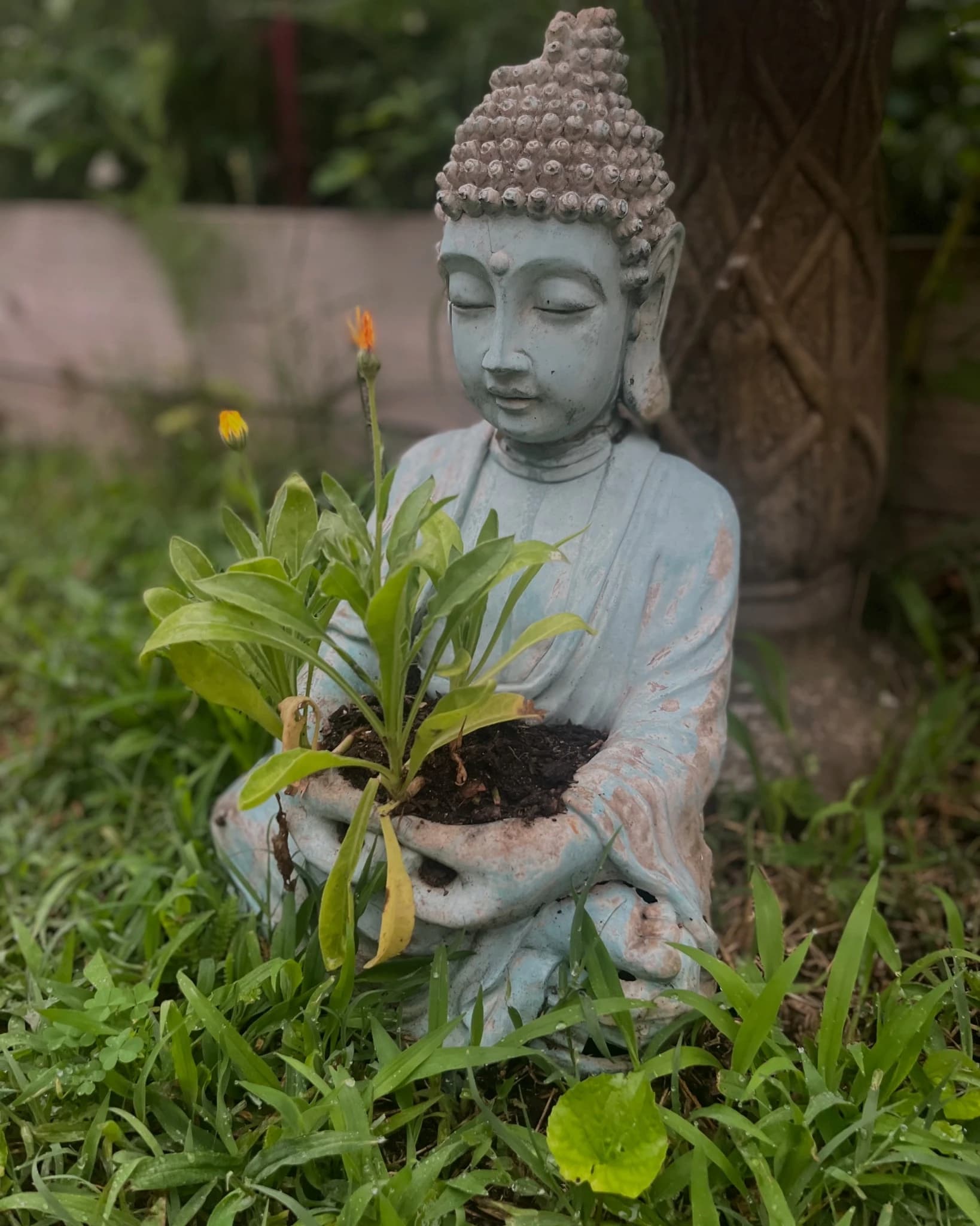 a buddha statue holding a plant in the garden at the yoga hive
